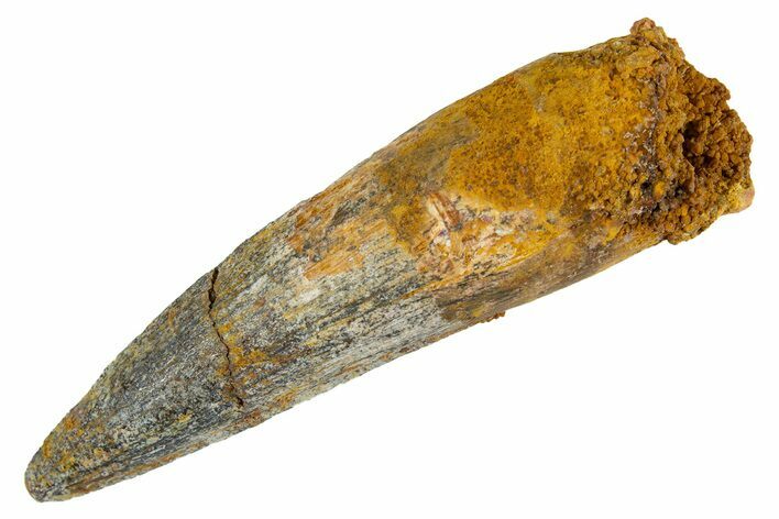 Fossil Spinosaurus Tooth - Real Dinosaur Tooth #344559